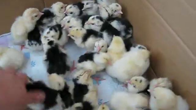 Первые цыпки Адлеры и Леггорны сезон 2019 смотреть онлайн