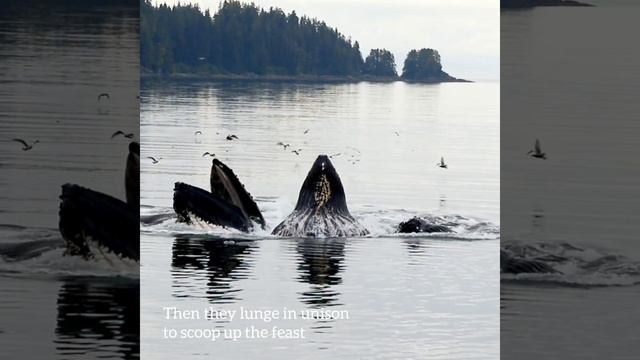 The Grand Slam of Whale Watching: Bubble-Net Feeding, Alaska смотреть онлайн