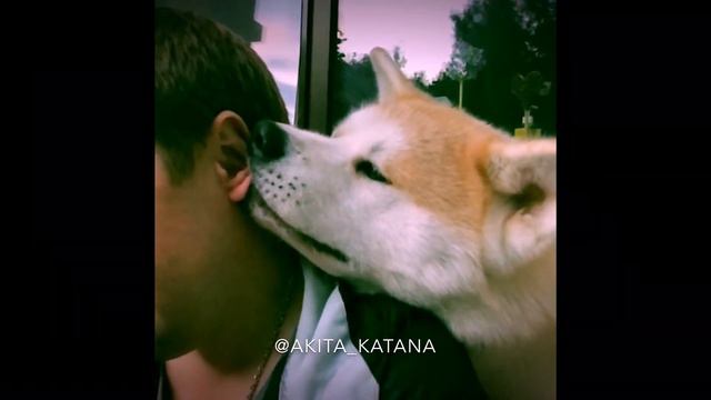 Akita in the house means being happy ❤️ ... She chooses the master once and for all life смотреть онлайн