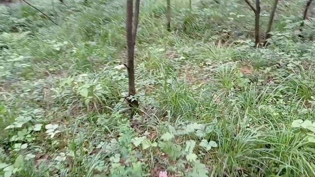 Тропы закончились, а мусор откуда?! смотреть онлайн