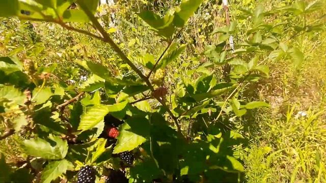 Ежевика, двухлетка, сорт Натчез. смотреть онлайн