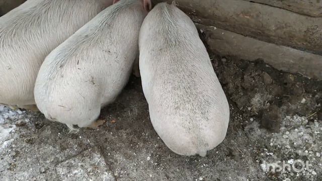 Вес гуся, хозяйство #гуси#свиньи#теплица# смотреть онлайн