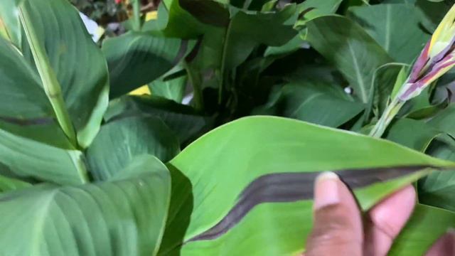 Home Depot Plant Shopping House Plants Succulents Orchids Garden смотреть онлайн