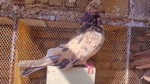 Все цвета радуги | Мраморные голуби Ирана | Iranian pigeons | کبوترهای ایران