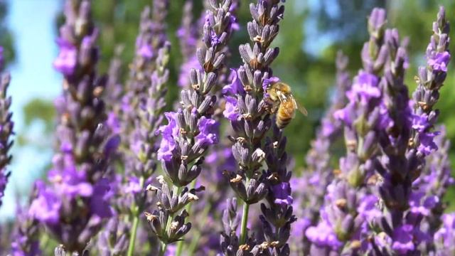 Lavandula Swiss Italian Farm: Lavenda Harvest Festival 2020