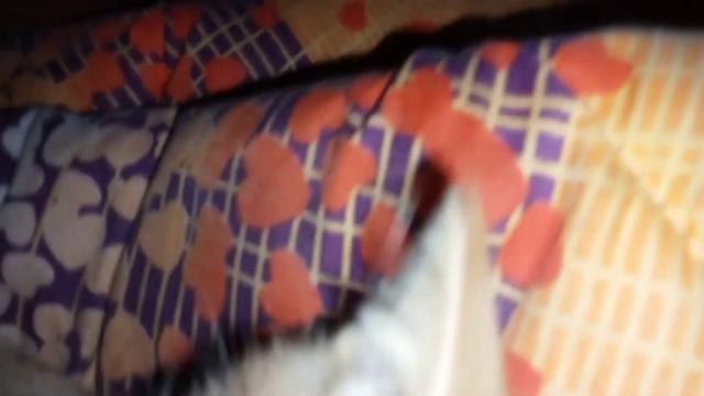 Симбочка Пимбочка он сегодня будет делать послезавтра 17 х смотреть онлайн