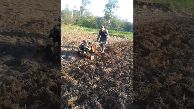 Самодельный мотоблок сжигуллевской коробкой с фрезой гусиные лапки Вспашка целины смотреть онлайн