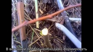 Колоновидная груша — посадка и уход