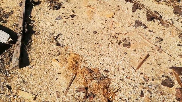 Пчёлкам не всеравно!!! смотреть онлайн