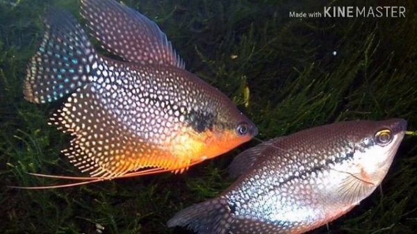 ГУРАМИ ЖЕМЧУЖНЫЙ (ОБЗОР)