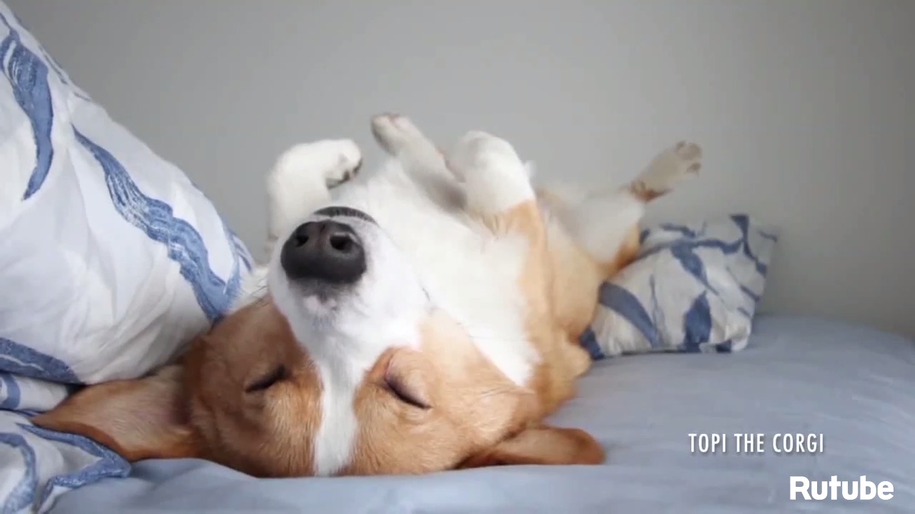 Топ-10 сонных животных смотреть онлайн