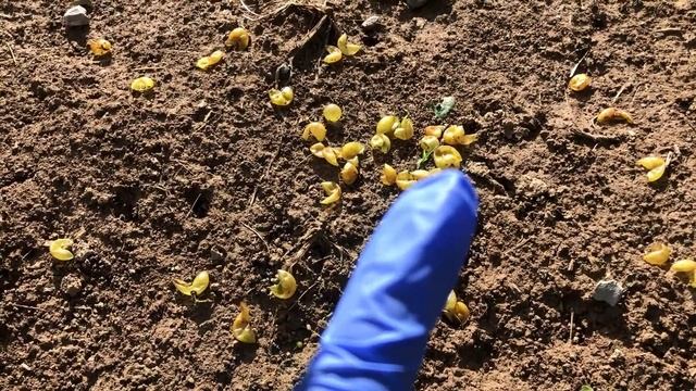 Using a Refractometer to Measure the Sugar Content of Grapes смотреть онлайн