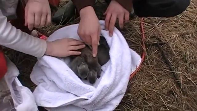 one week old bunnies, plus Maggie Rose and Reuben смотреть онлайн