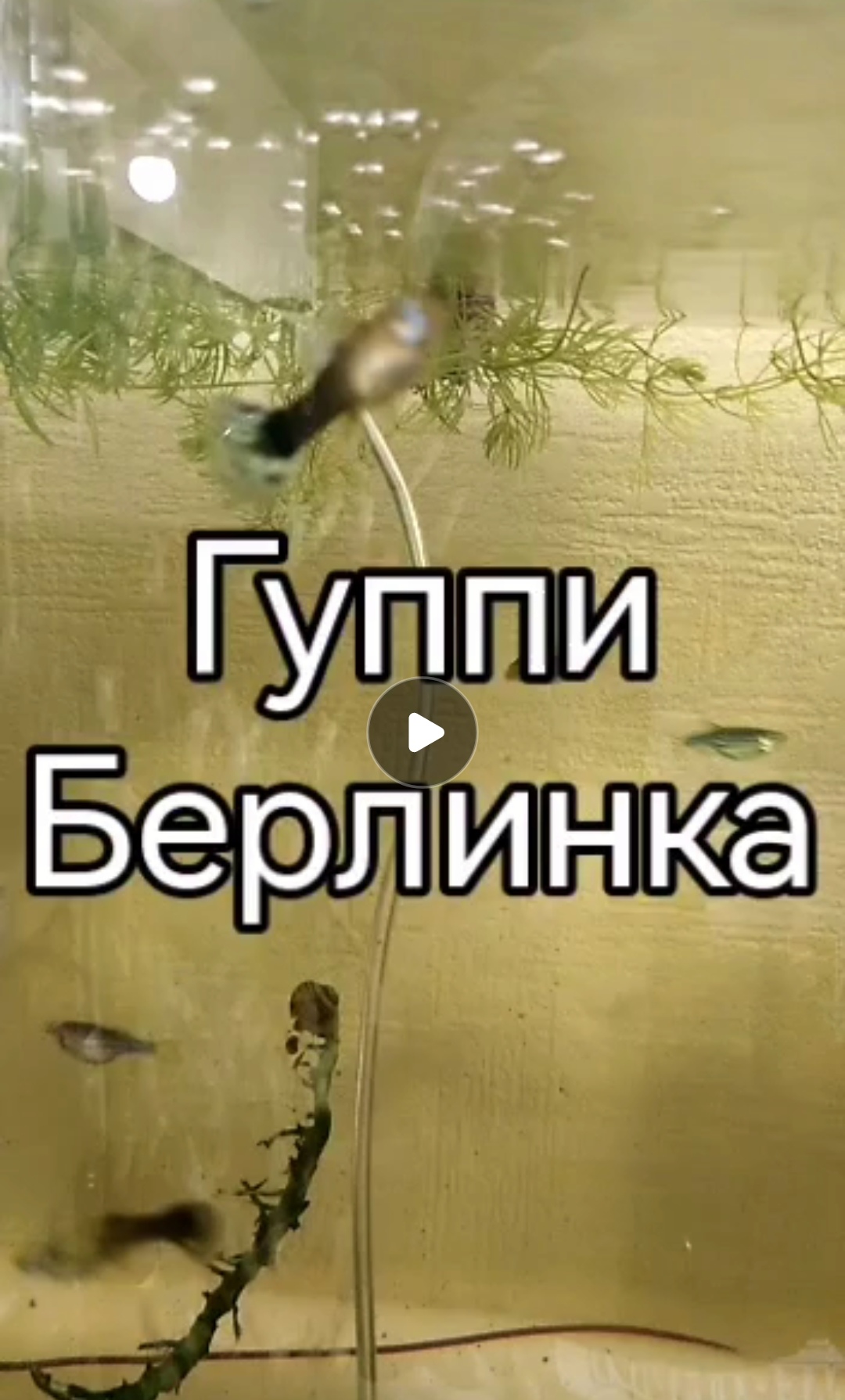 Гуппи Берлинка смотреть онлайн