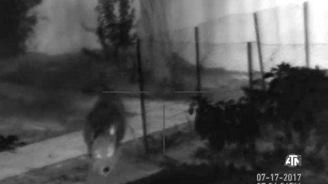 ATN THOR-HD 384 1.25-5x — Greyhound & Mutt Thermal Scope смотреть онлайн