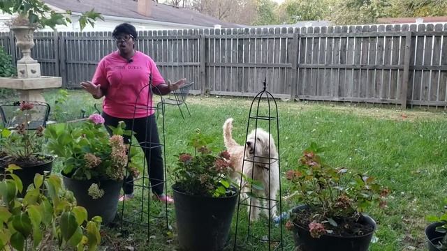 ENDLESS SUMMER HYDRANGEA HAUL Distressed endless summer hydrangea смотреть онлайн