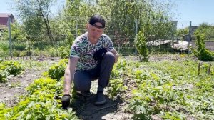 Нормировка побегов малины