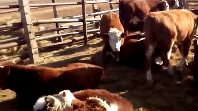 Ферма КРС - Оптовая продажа скота живым весом смотреть онлайн