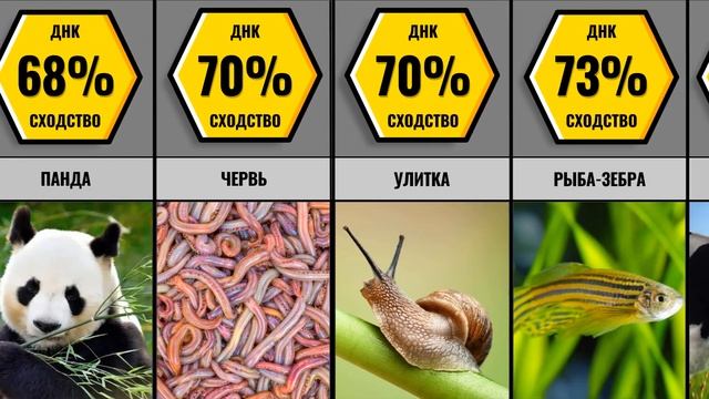 Сходство Человека С Разными Животными смотреть онлайн