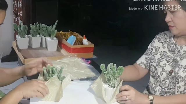 Cactus | Succulent | Angel Wings | Echeveria Plants смотреть онлайн