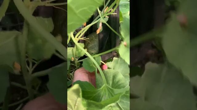 Дыни в теплице с помидором , средняя полоса России смотреть онлайн