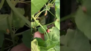 Дыни в теплице с помидором , средняя полоса России