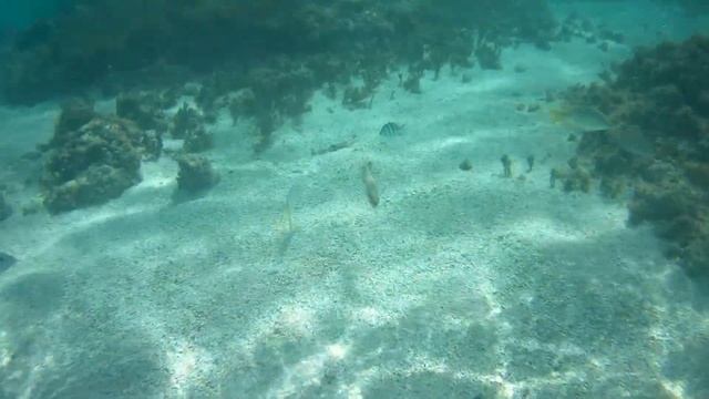 Antigua Excursion - Kayak and Stingray Snorkel Adventure смотреть онлайн