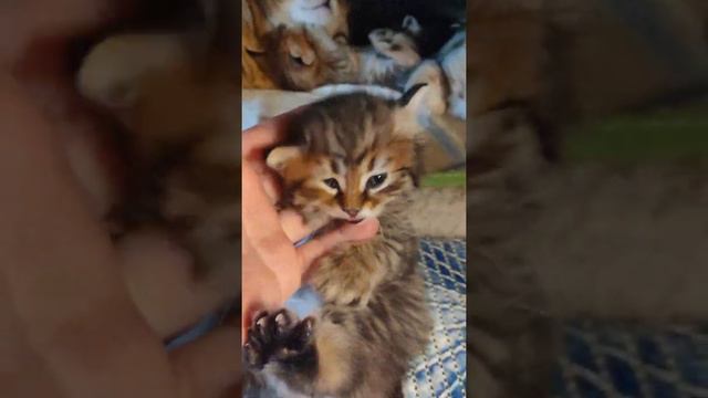 мальчик пиксибоб с поли лапками, для вас) смотреть онлайн