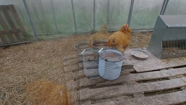 Лечим ОЖИРЕНИЕ у КУР//ВЕРТОЛЁТИКИ ШПАГАТИКИ смотреть онлайн