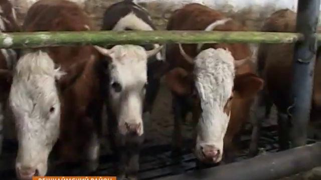 Симменталы в Вешкаймском районе смотреть онлайн