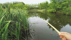 Рыбалка из детства на карася на маленьком пруду. Удочка из ветки . Поплавок из пенопласта