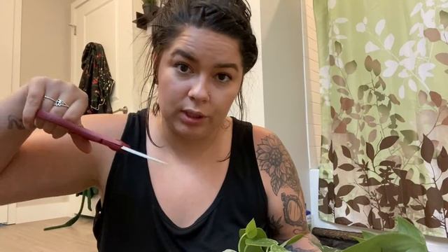 How to propagate Scindapsus Pictus | Pothos смотреть онлайн