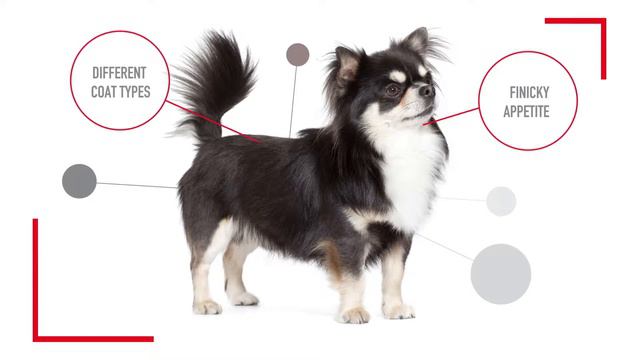 What Makes Your Chihuahua Unique? смотреть онлайн