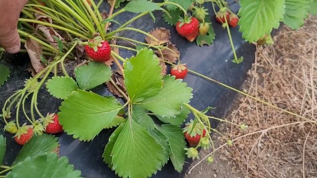 Супер поздний новый сорт клубники Москова! смотреть онлайн