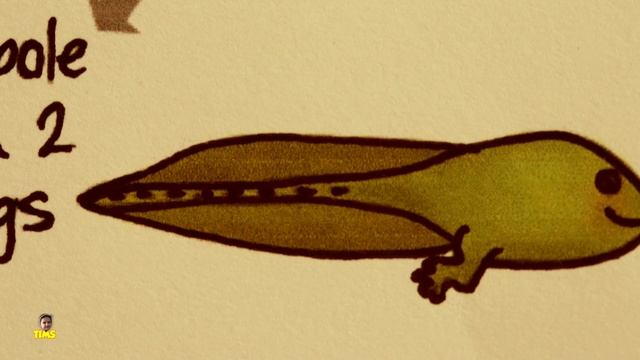 Frog Life Cycle - From Egg To Frog | Science For Kids