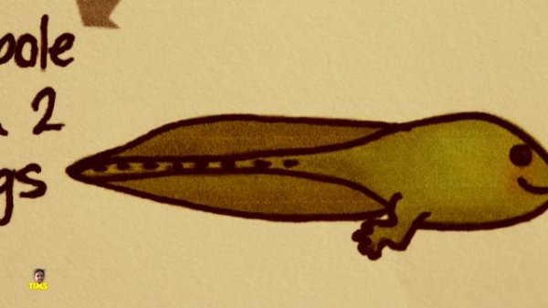 Frog Life Cycle - From Egg to Frog | Science for Kids