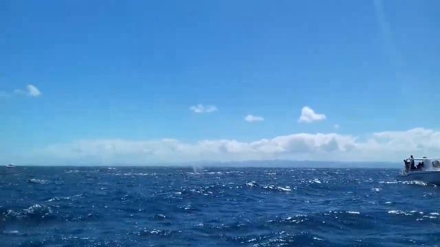 Самана Горбатые киты февраль 2019 смотреть онлайн