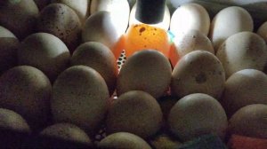 Овоскопирование индюшиных яиц на 9 сутки!