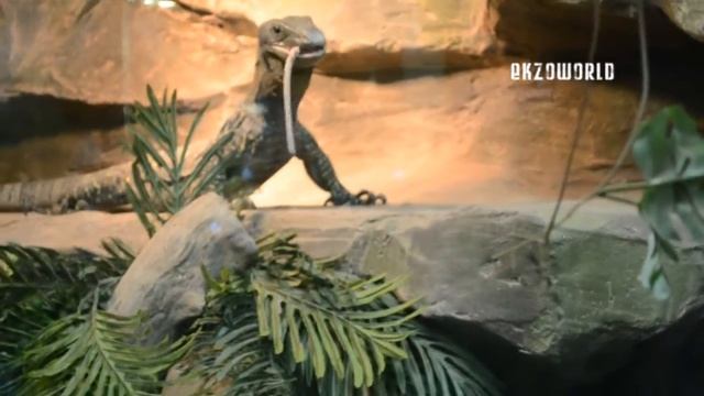 Большие ящерицы кушают большую крысу - Часть 2 смотреть онлайн