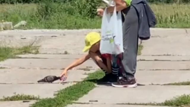 Голубь прилетел, чтобы мы напоили его водой смотреть онлайн