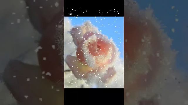 Ислам Итляшев "Розы на морозе" смотреть онлайн