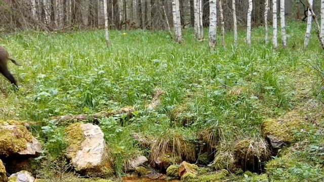 Жизнь кабана в дикой природе смотреть онлайн
