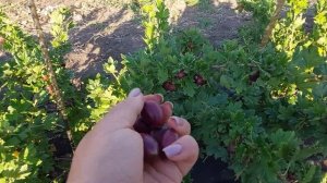 Крыжовник Черносливовый