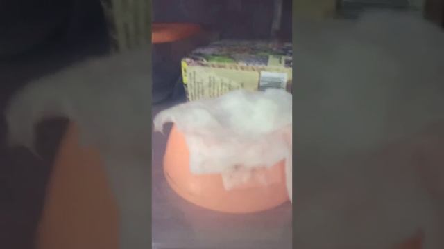 Маисовый полоз Каремелька снова меняла у себя обстановку в контейнере. смотреть онлайн