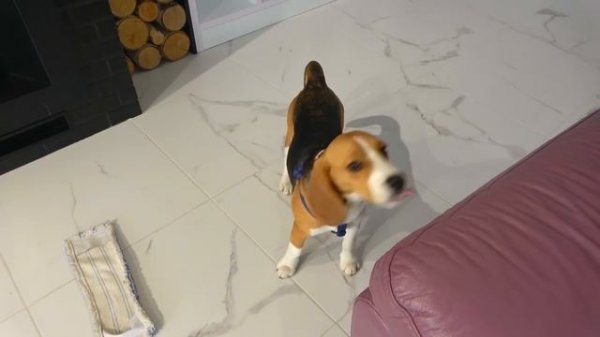 Шерлок - смешной Щенок. Bros Show Pet