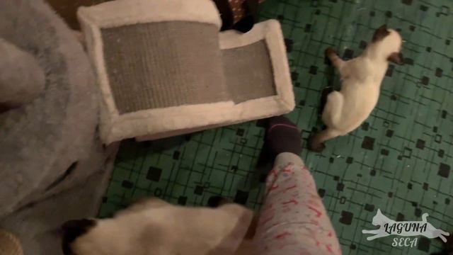 Котята породы Скиф-той-боб! смотреть онлайн