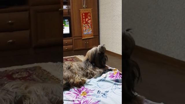 Ши цу поет под скрипку смотреть онлайн