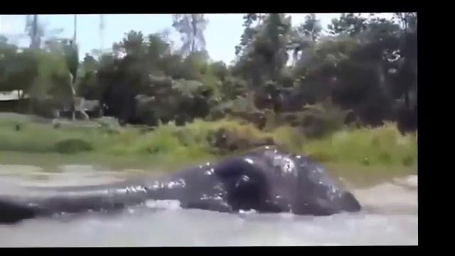 Смешные животные Слон силен и неуклюж Очень любит теплый душ! смотреть онлайн