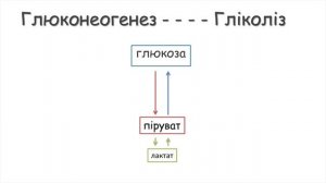 5. Глюконеогенез