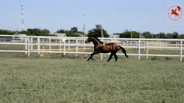 РАТМИР 6-20 | Завод имени Первой конной армии | Будённовская порода лошадей смотреть онлайн